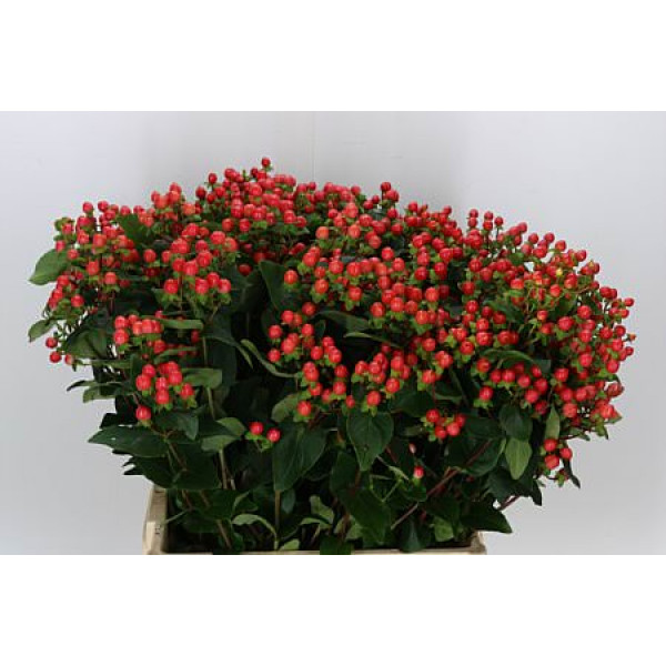 Hypericum Coco Rio Spray 70cm 