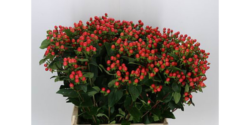 Hypericum Coco Rio Spray 70cm 