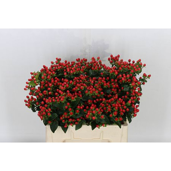 Hypericum Coco Rio Spray 50cm 