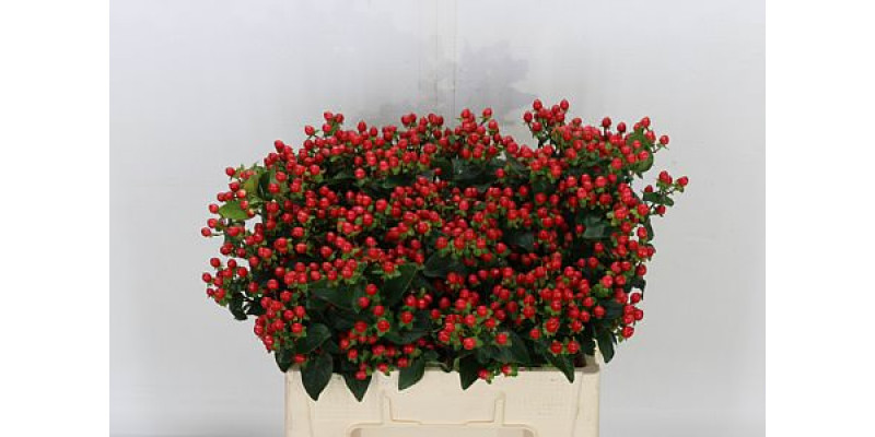 Hypericum Coco Rio Spray 50cm 