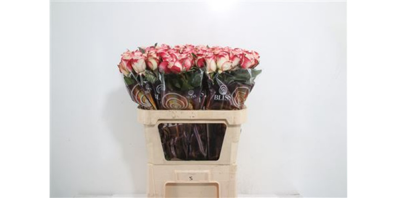 Rose Gr Advance Sweetness 70cm A1