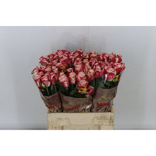 Rose Gr Advance Sweetness 60cm A1