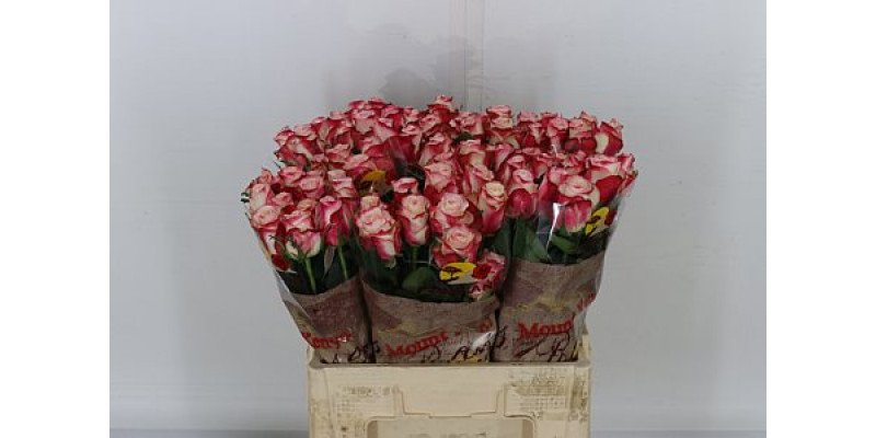 Rose Gr Advance Sweetness 60cm A1