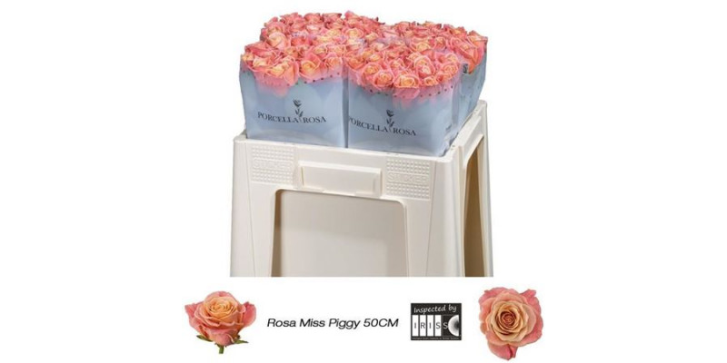 Rose Gr Miss Piggy 50 A1Dark Salmon