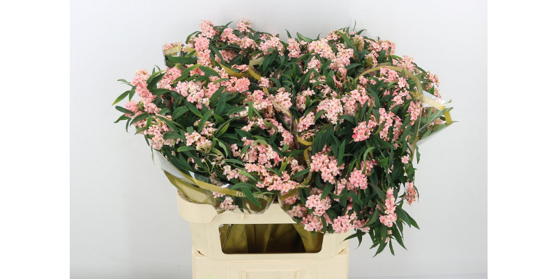 Euphorbia F T Pink Baron A1 Col-Pink