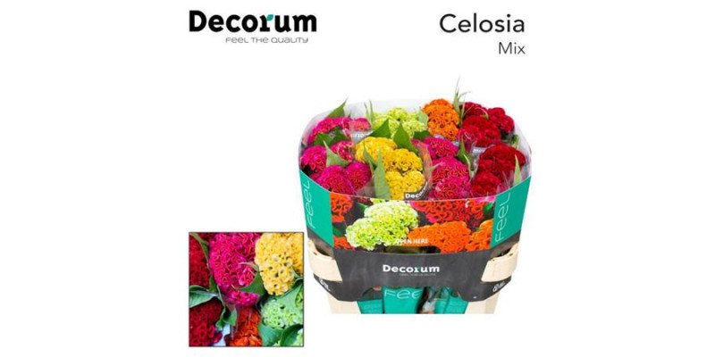 Celosia C Act Gem Fust 75cm  Col-Mixed