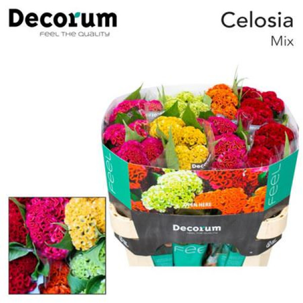 Celosia C Act Gem Fust 75cm A1