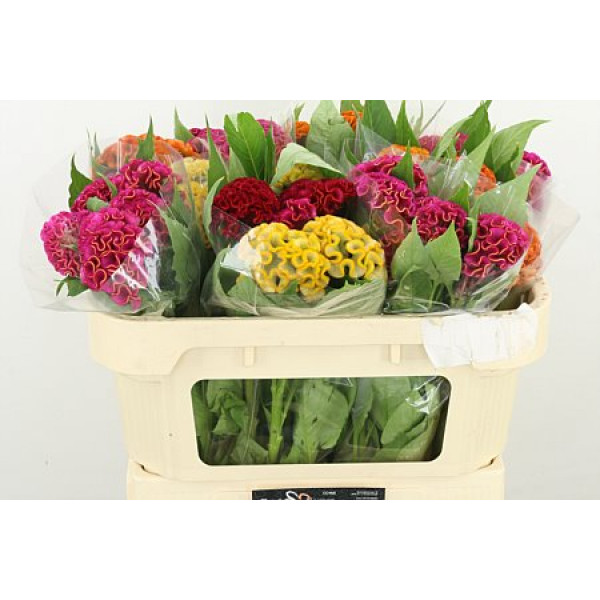 Celosia C Act Gem Fust 65cm A1