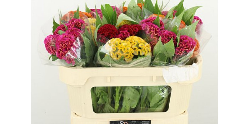 Celosia C Act Gem Fust 65cm A1