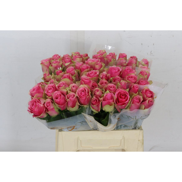 Rose Gr Bellevue 40cm A1 Col-Pink