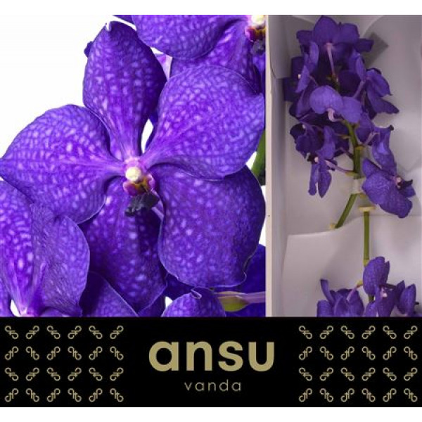 Orchid Vanda Nitaya Royal Blue 0cm A1 Col-Blue