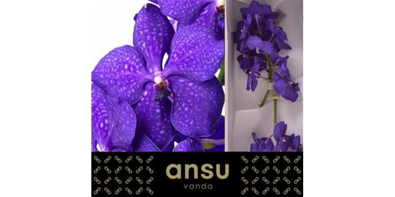 Orchid Vanda Nitaya Royal Blue  A1