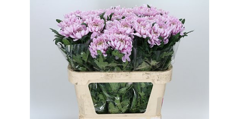 Chrysanthemums G Rossano 70cm A1 Col-Pink