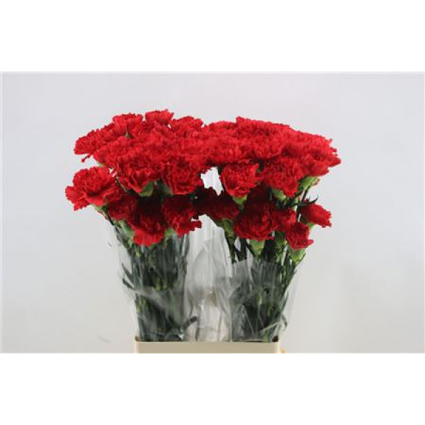 Dianthus St Don Pedro 65cm A1