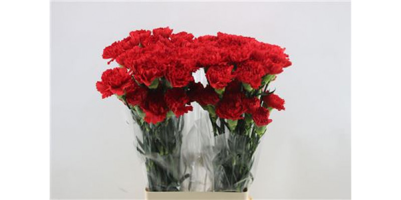 Dianthus St Don Pedro 65cm A1