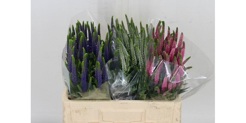 Veron Gem In Bos  Col-Bronze