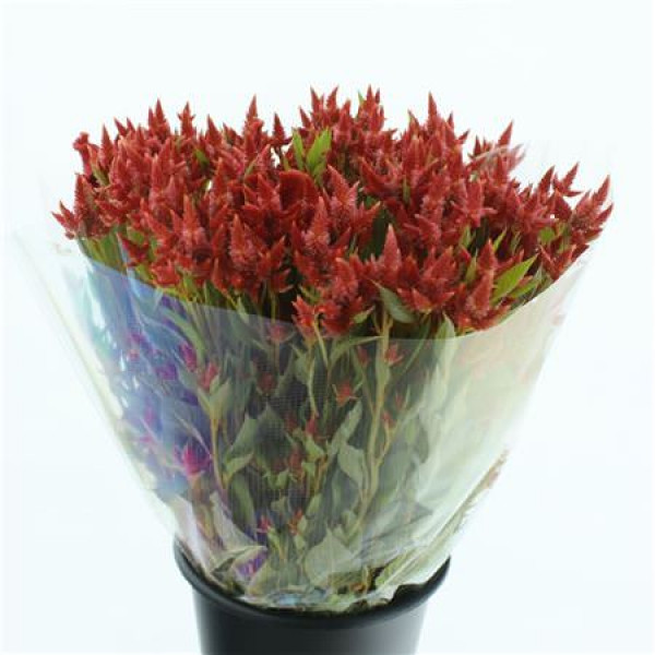 Celosia Celway Orange / Red 65cm 