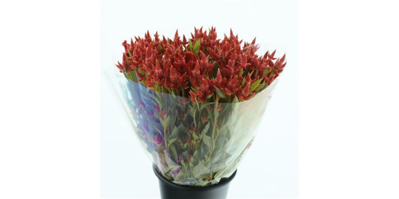 Celosia Celway Orange / Red 65cm 