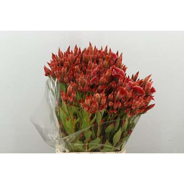 Celosia A Celway Orange 70cm A1