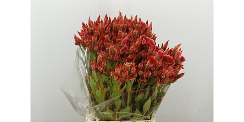 Celosia A Celway Orange 70cm A1