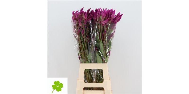 Celosia A Celway Purple 80cm A1