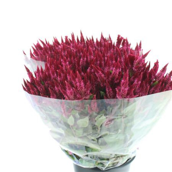 Celosia Celway Cerise 65cm 