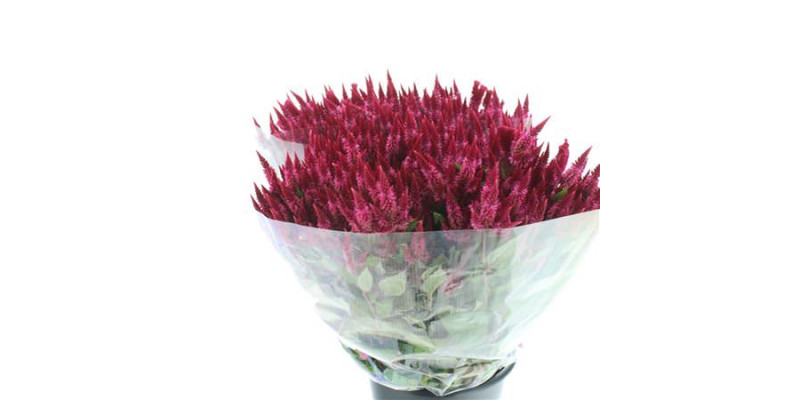 Celosia Celway Cerise 65cm 