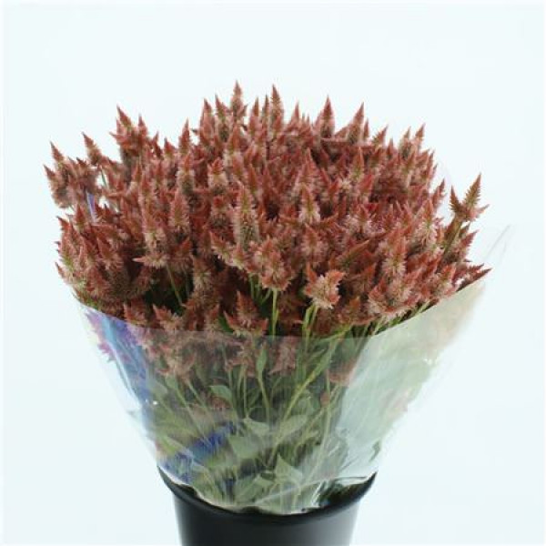 Celosia Celway Salmon / Pink 65cm 