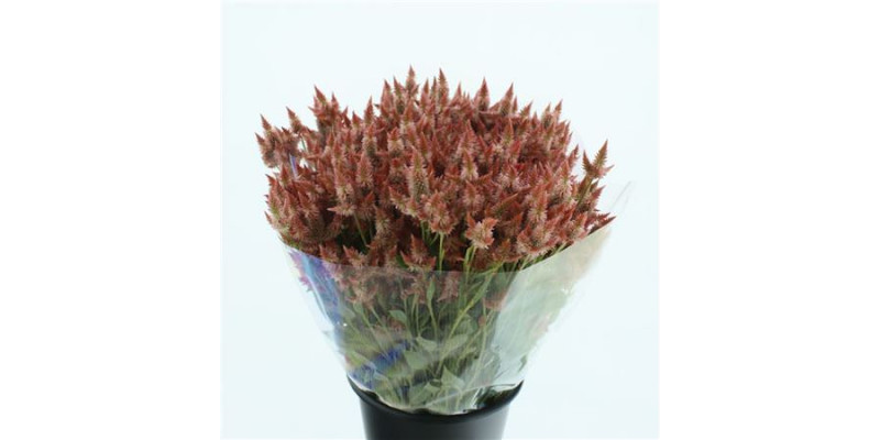 Celosia Celway Salmon / Pink 65cm 