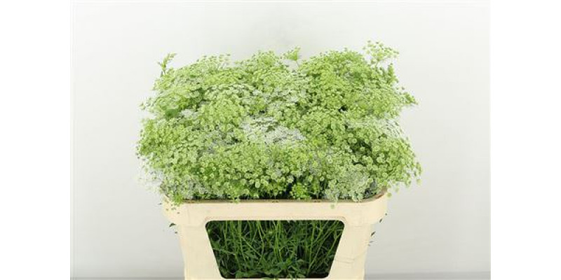 Ammi Majus Graceland 70cm 