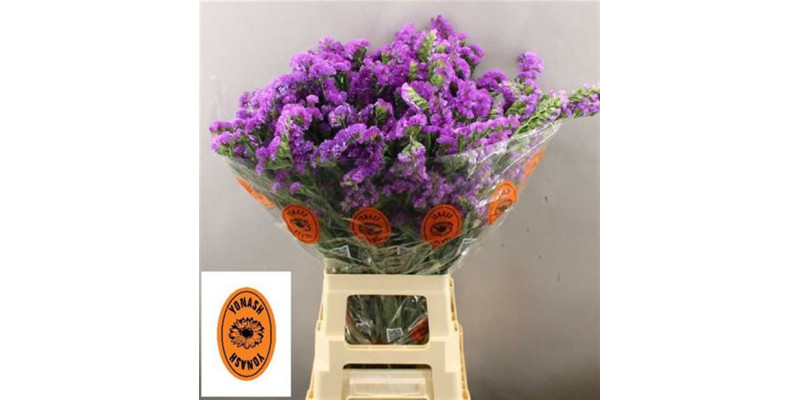 Limonium S Sin Blue Impul 75 A1Blue