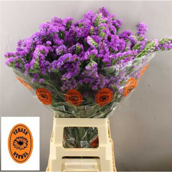 Limonium S Sin Blue Impul 75cm A1