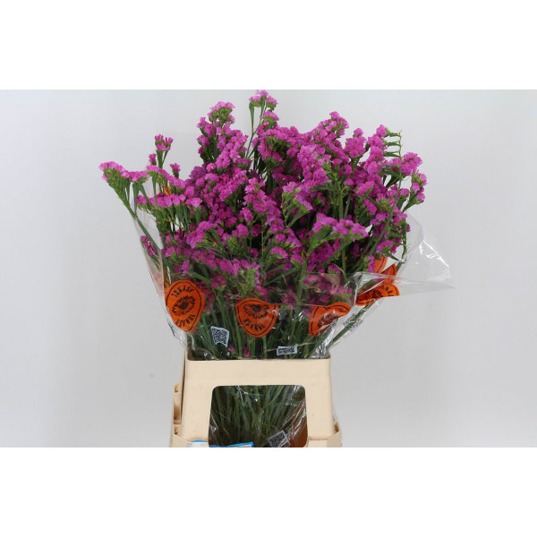 Limonium S Sin Etern Pink 75 A1Green