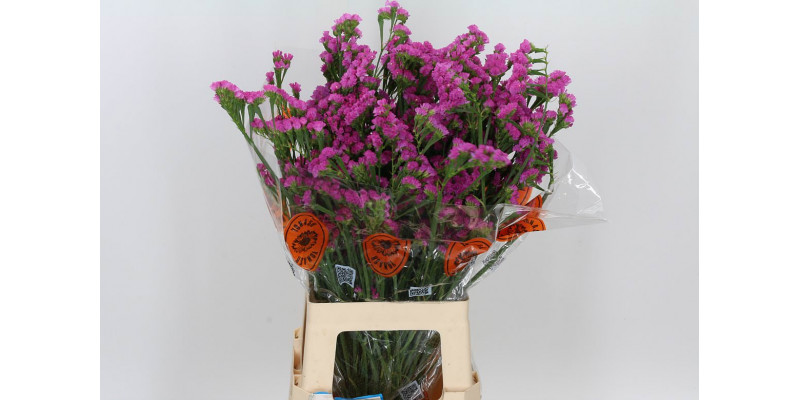 Limonium S Sin Etern Pink 75 A1Green