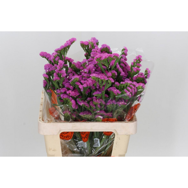 Limonium S Sin Etern Pink 60 A1Green