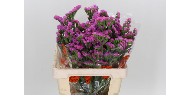 Limonium S Sin Etern Pink 60 A1Green