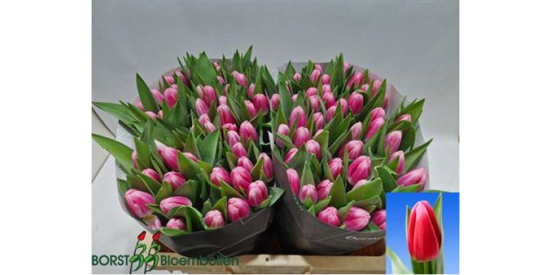 Tulips En Circuit  A1