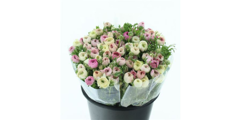 Ranunculus El Sfumato White Pink Extra 40cm A1