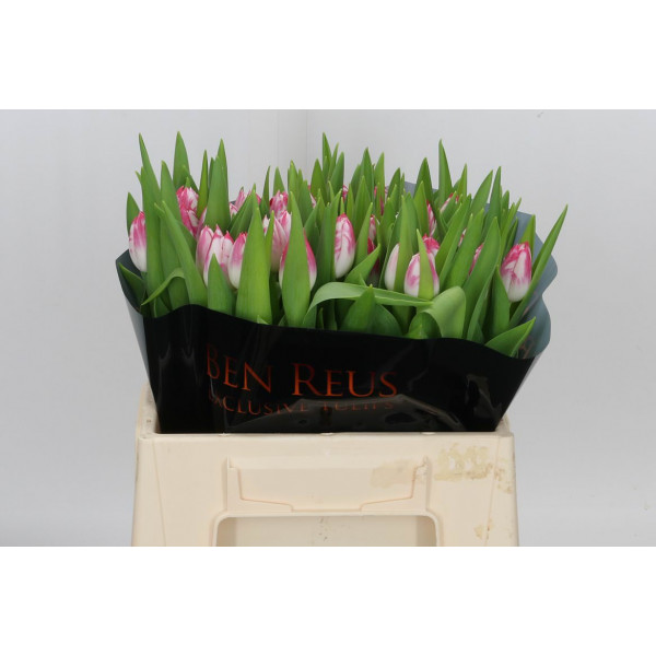 Tulips En Caramba 36cm A1 Col-Dark Salmon