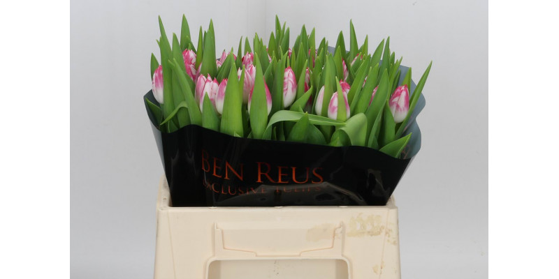 Tulips En Caramba 36cm A1 Col-Dark Salmon