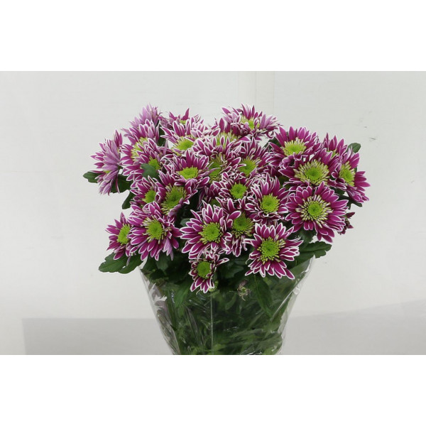 Chrysanthemums T Saba 70cm A1 Col-Purple