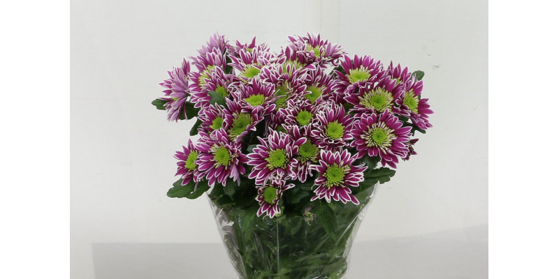 Chrysanthemums T Saba 70cm A1 Col-Purple