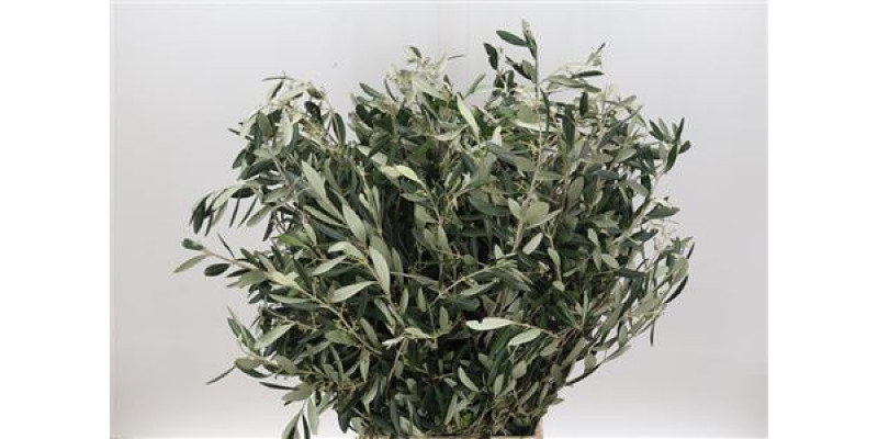 Olive 200gr 70cm Extra 70cm EX