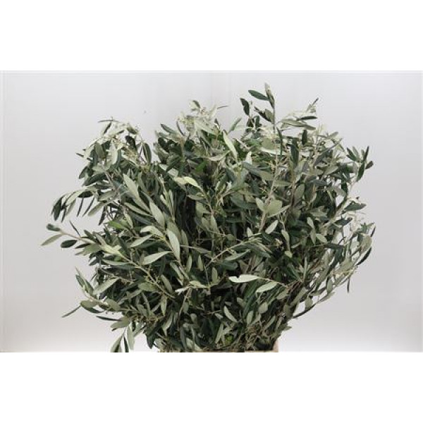 Olive 400gr 100cm Extra Xxl 100cm EX