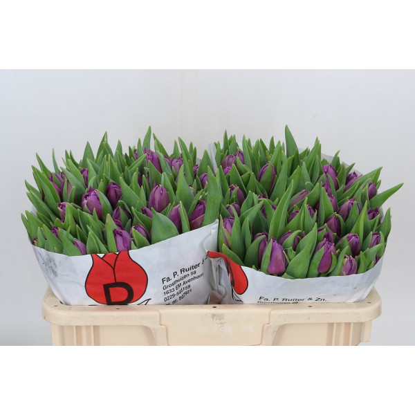 Tulips Du Saffiro Mio 36cm A1 Col-Burgundy