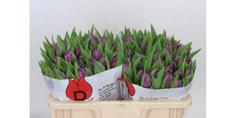 Tulips Du Saffiro Mio 36cm A1 Col-Burgundy