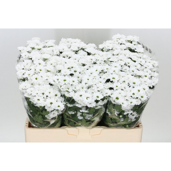 Chrysanthemums San Aaa Bouncer 55cm A1 Col-White