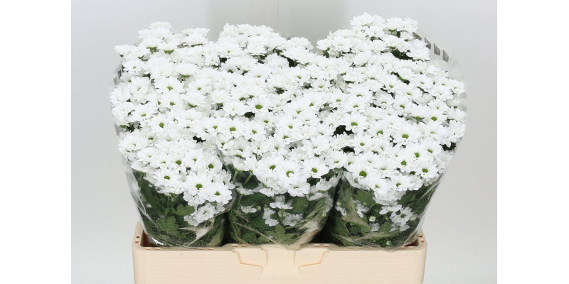 Chrysanthemums San Aaa Bouncer 55cm A1 Col-White