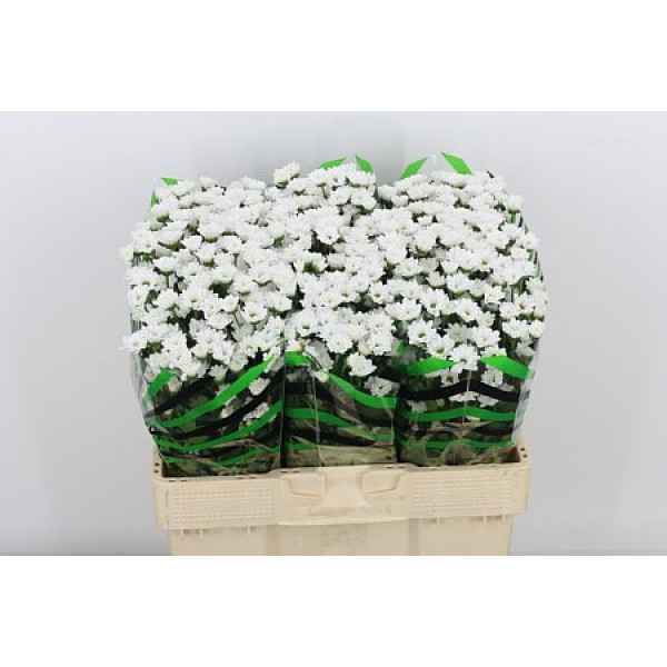 Chrysanthemums S Aaa Bouncer 55cm A1 Col-White