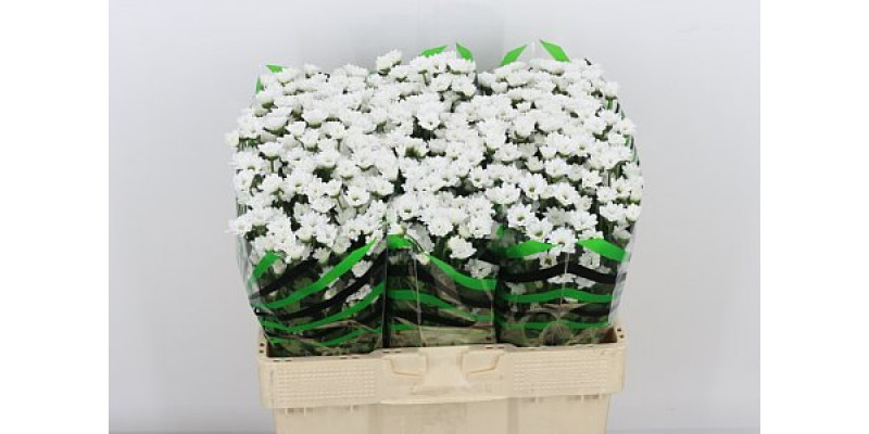 Chrysanthemums S Aaa Bouncer 55cm A1 Col-White
